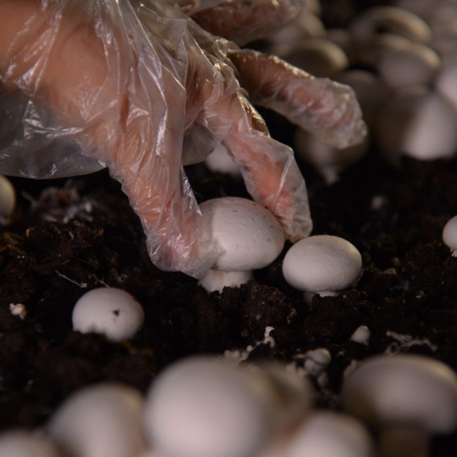 Hiwa Mushroom Farm