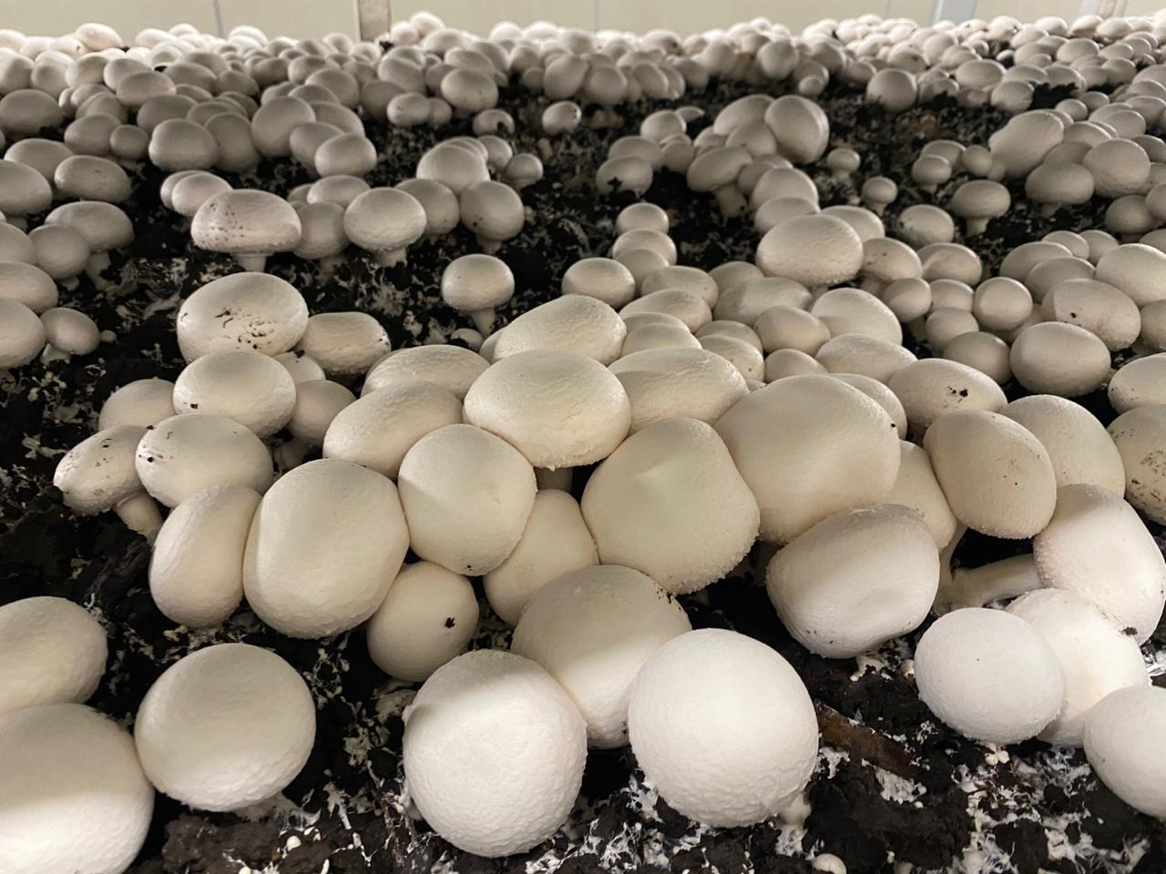 Fresh white mushrooms