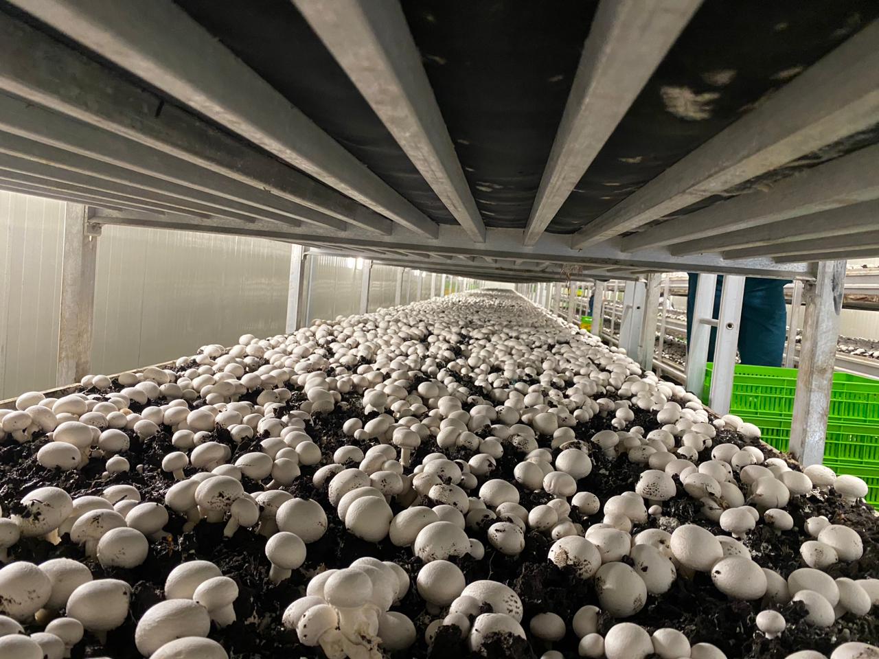 Rows of white mushrooms growing inside the farm