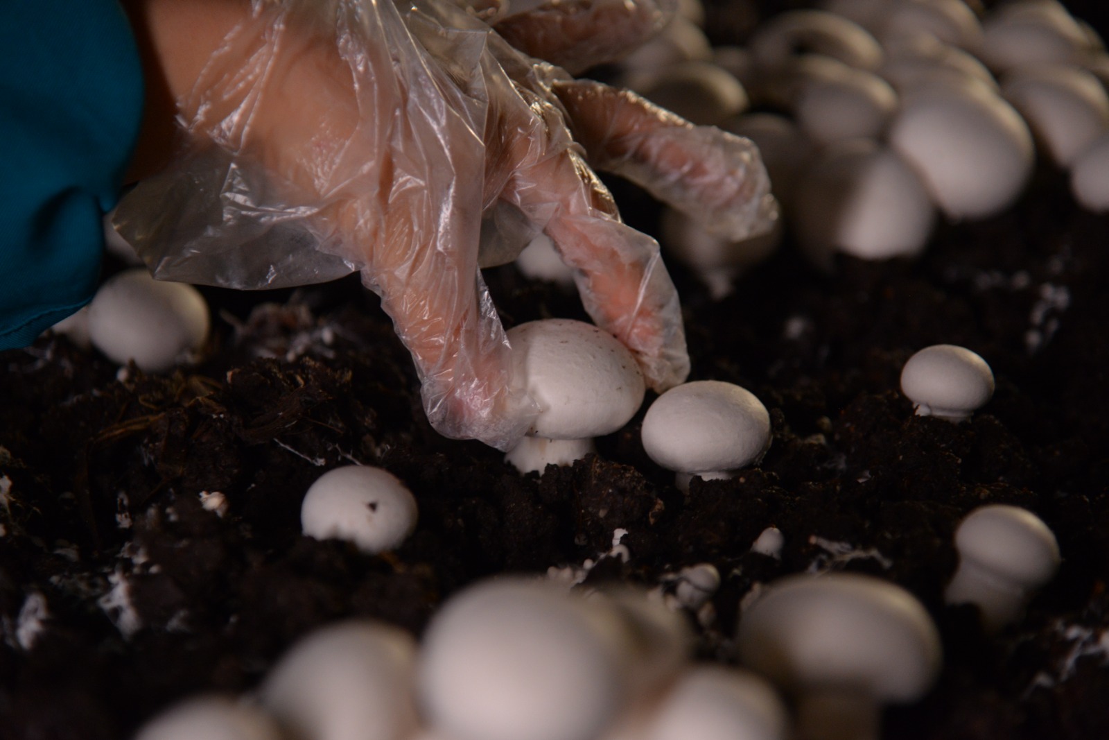 Mushrooms carefully harvested by hand at Hiwa Mushroom Farm